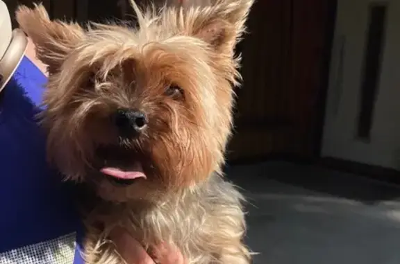 Найдена собака, , фото: Найдена собака Йорк, Яковлево 30