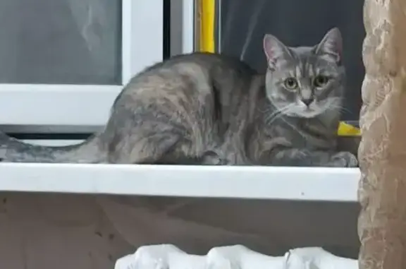 Пропала кошка, Черкасова 2б, Донецк