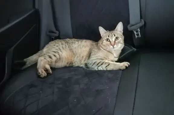 Кошки потеряшки, Ярославская область, фото: Потеряшка кошка, Туношенское с/п, Ярославль