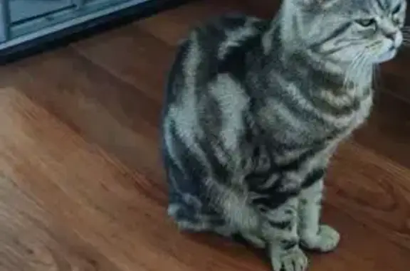 Найдена кошка, ул. Адоратского, 28, Казань