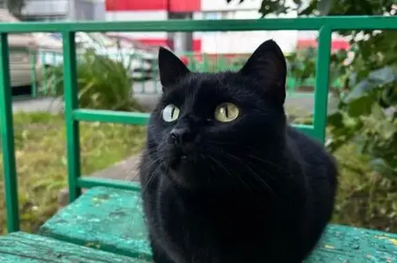 Объявления о пропавших и найденных животных, Тобольск, фото: Пропала черная кошка, ул. Ремезова, Тобольск