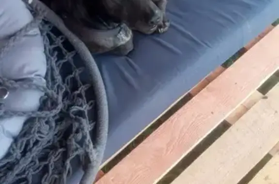 Собака найдена: Окская ул, 140, Пирочи