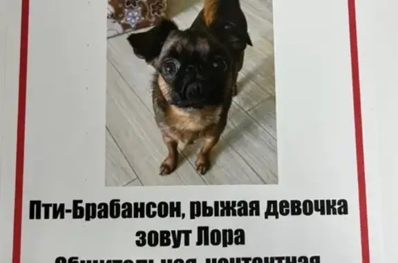 Собаки потеряшки, Москва, фото: Потеряшка собака Лора, Хорошёвское ш. 12к1