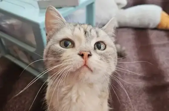 Найдена кошка, Ставрополь, фото: Трехцветная кошка найдена на Щаденко, 33/1