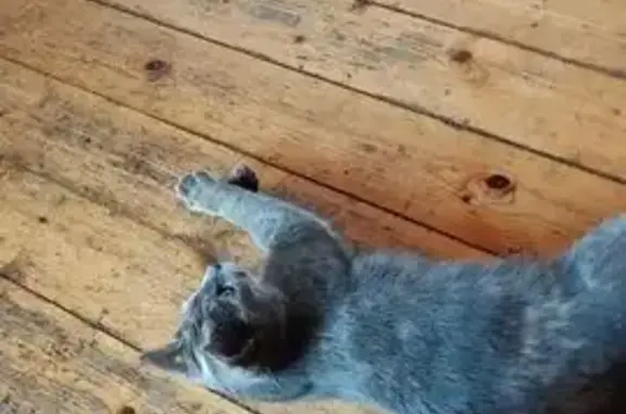 Пропала кошка, Дракино, 40, МО