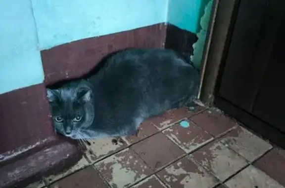Найдена кошка, Люберцы, фото: Кошка найдена: Октябрьский пр., 403 к8