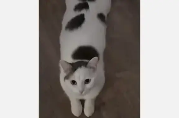 Пропала кошка, ул. Воробьёвых, 16, Чебоксары
