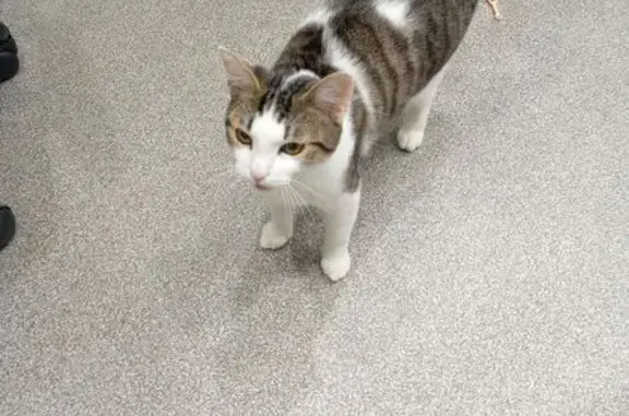 Найдена кошка, Златоуст, фото: Кот найден: ул. Грибоедова 1, Златоуст