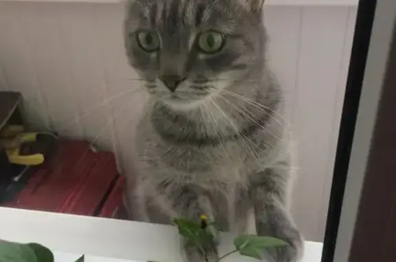 Кошки потеряшки, Москва, фото: Потеряшка кошка на Лакина 157 Б, Москва