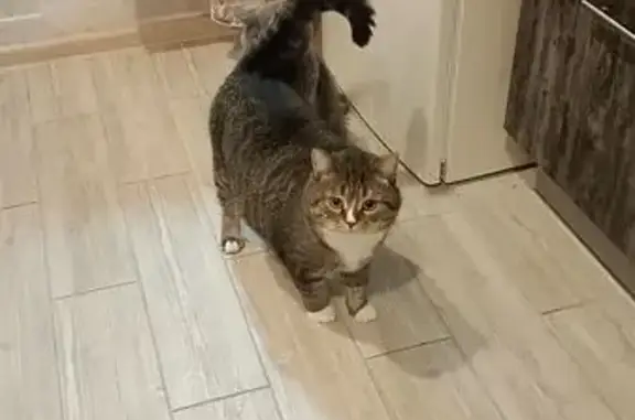 Пропала кошка, Село Сабуровщино, Калуга