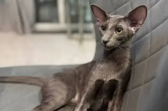 Кошки потеряшки, Оболдино, фото: Потеряшка кошка, Полынная ул. 23, Оболдино