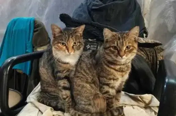 Кошки потеряшки, Саров, фото: Потеряшка кошка, Большая Коммунальная, Саров