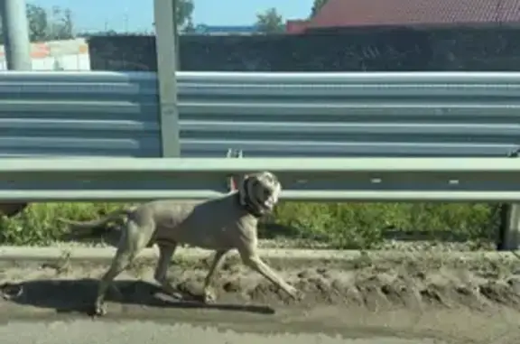 Найдена собака, Павловская Слобода, фото: Собака найдена: ул. Калинина, 15, Павловская