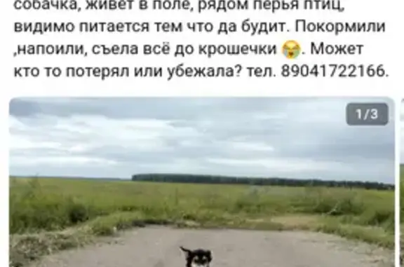 Собака найдена, пл. Ленинского Комсомола