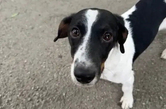 Найдена собака, Челябинск, фото: Собака найдена у подъезда Энергетиков 6/1