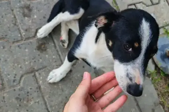 Найдена собака, Могилёв, фото: Собака найдена: ул. Челюскинцев, Могилёв