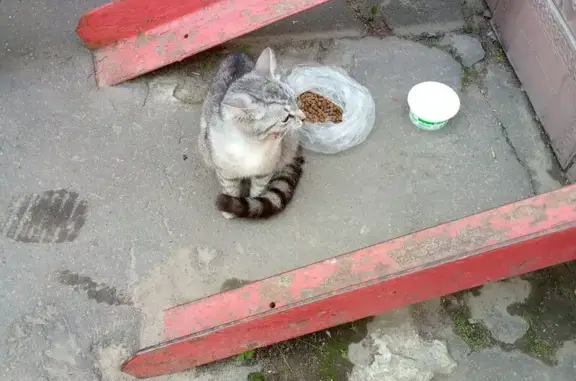 Найдена кошка, Муром, фото: Кошка найдена: Орловская ул, 1, Муром