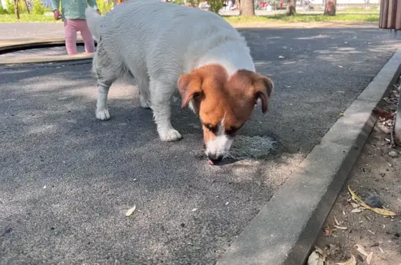 Собака найдена: Ленинградский пр., 85А