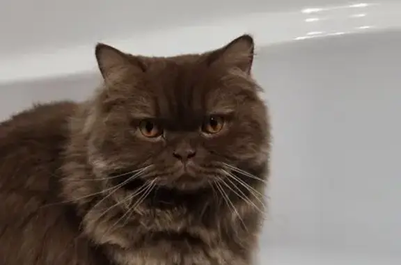 Кошки потеряшки, Волжский район, фото: Потеряшка кошка, Волжский, Подсухина 29