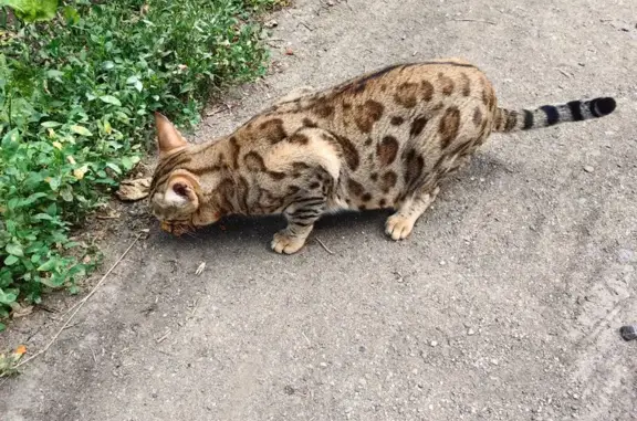 Кошка найдена, Обходной пер., 2, Оренбург