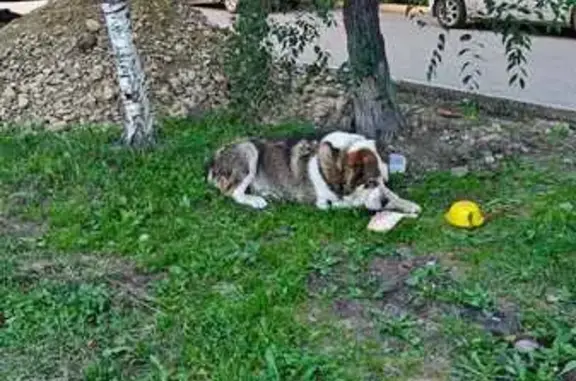 Собака найдена: Советская ул., 80, Иркутск