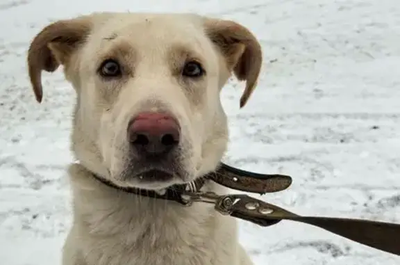 Собака найдена: ул. Окт. Революции, 324