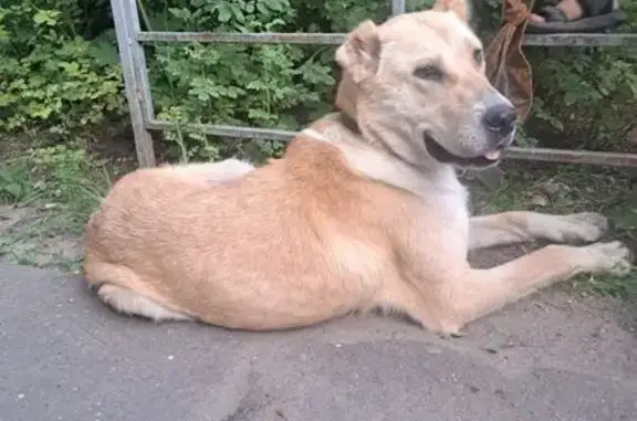 Найдена собака, Иваново, фото: Найдена собака, пр. Текстильщиков, Иваново