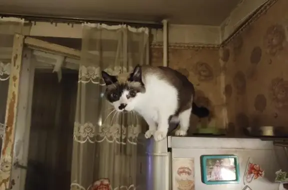 Кошки потеряшки, , фото: Потеряшка кошка, Дровяной пер., 22