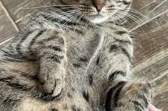 Кошки потеряшки, Березники, фото: Потеряшка кошка на ул. Тельмана, 36, Березники
