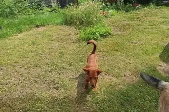 Найдена собака, Брянская область, фото: Рыжая собака в д.Алексеевка, Брянская обл.