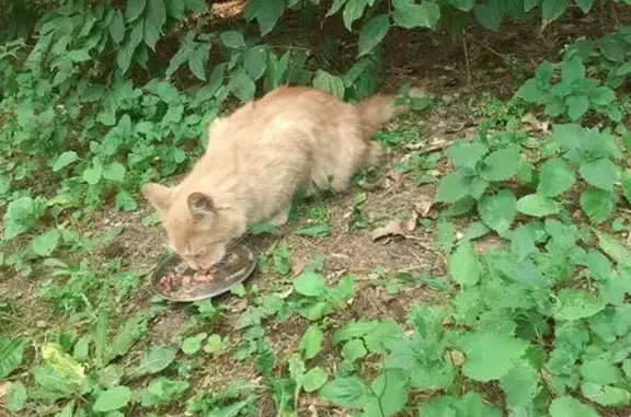 Найдена кошка, Москва, фото: Рыжий котик найден, ул. Д. Бедного, 17 к3