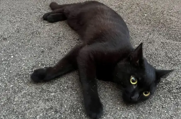 Найдена кошка, ул. Гарибальди, 36, Москва