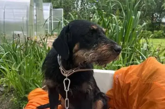 Найдена собака, Власово, фото: Найдена собака, 46Н-08279, МО