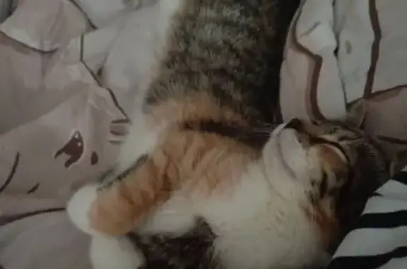 Кошки потеряшки, Костомукша, фото: Потеряшка кошка, пр. Горняков 6, Костомукша