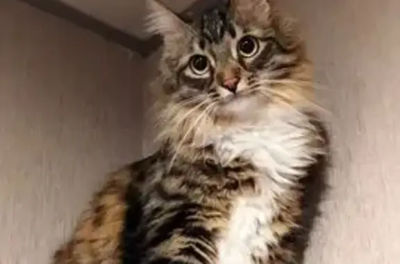 Кошки потеряшки, Пересвет, фото: Потеряшка кошка, ул. Королёва, 8, Пересвет