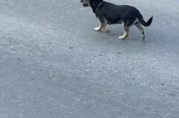 Найдена собака, Югорск, фото: Собака найдена: Спортивная 15, Югорск