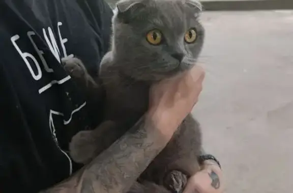 Кошка найдена: Псков, пер. Олега Зобова, 13