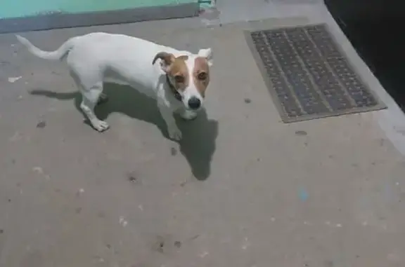 Найдена собака, Нижний Новгород, фото: Собака найдена: Нижний Новгород, ул. 25