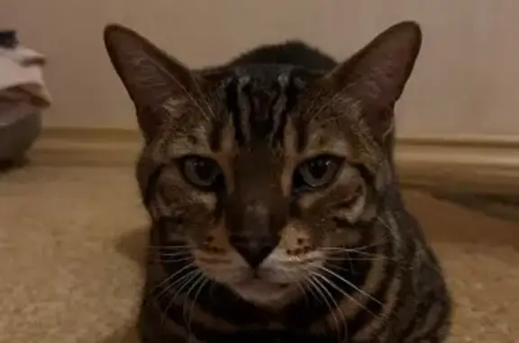 Бенгальская кошка найдена: Герцена 249