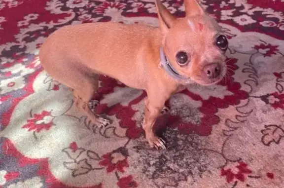 Найдена собака, Орехово-Зуевский городской округ, фото: Найдена рыжая чихуахуа: СНТ Здоровье, МО