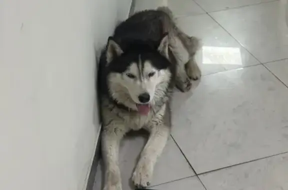 Хаски найдена на ул. М. Горького, 276, РнД