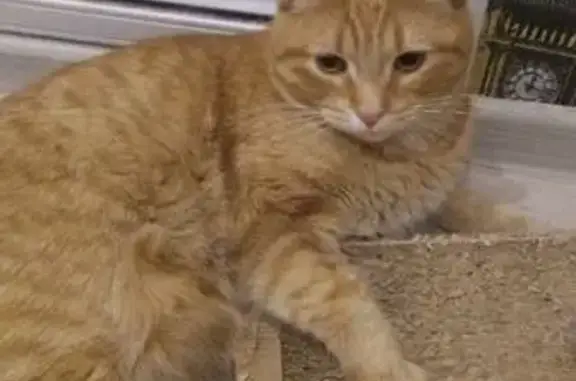 Найденные животные Москва, фото: Рыжая кошка найдена у Профсоюзной, 78