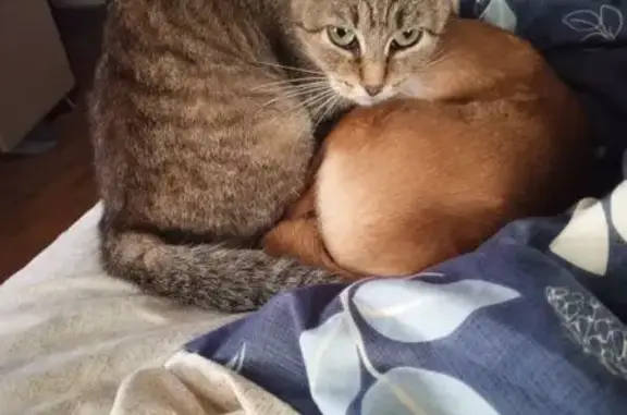 Кошки потеряшки, Пересвет, фото: Потеряшка кошка, ул. Строителей, 8, Пересвет