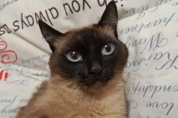 Пропала кошка, Таштыпский сельсовет