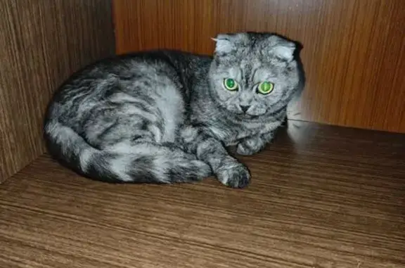 Пропала кошка, Азовская ул., 12 к1, Москва
