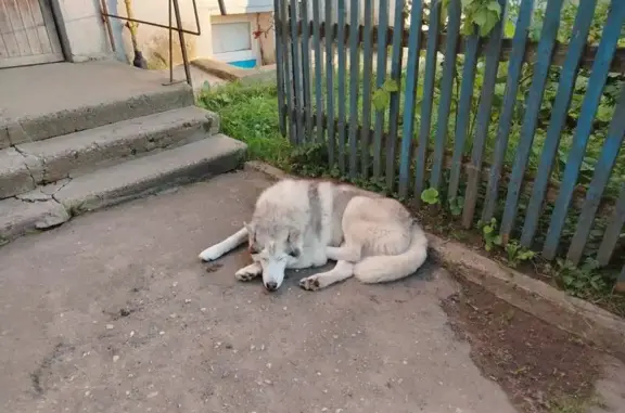 Найдена собака, , фото: Сосновка: найдена собака, Вологодская 2