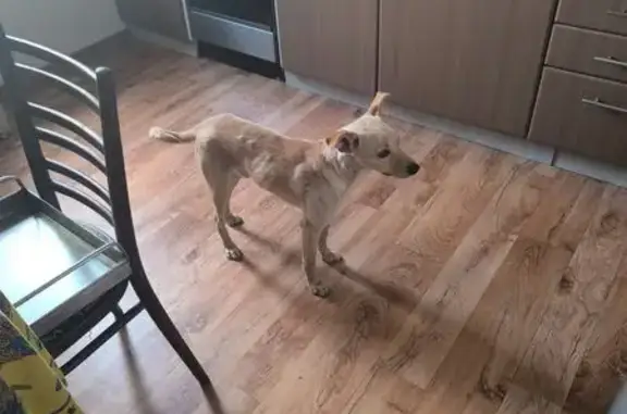 Найдена собака, Камышино, фото: Собака найдена у лагеря Лесная Сказка