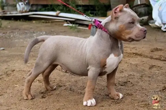 Пропала собака, Молодёжная 7, Ноябрьск