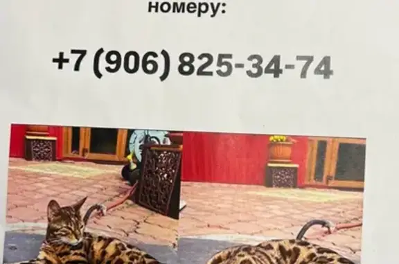 Бенгальская кошка найдена, Кремлёвская 17