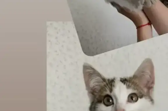 Кошка найдена у Сбера, Симонова 14/41